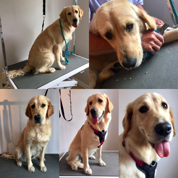 Betty & Bramble's Professional Dog Grooming & K9 Care in Cockfield