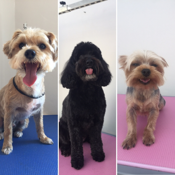 Betty & Bramble's Professional Dog Grooming & K9 Care in Cockfield
